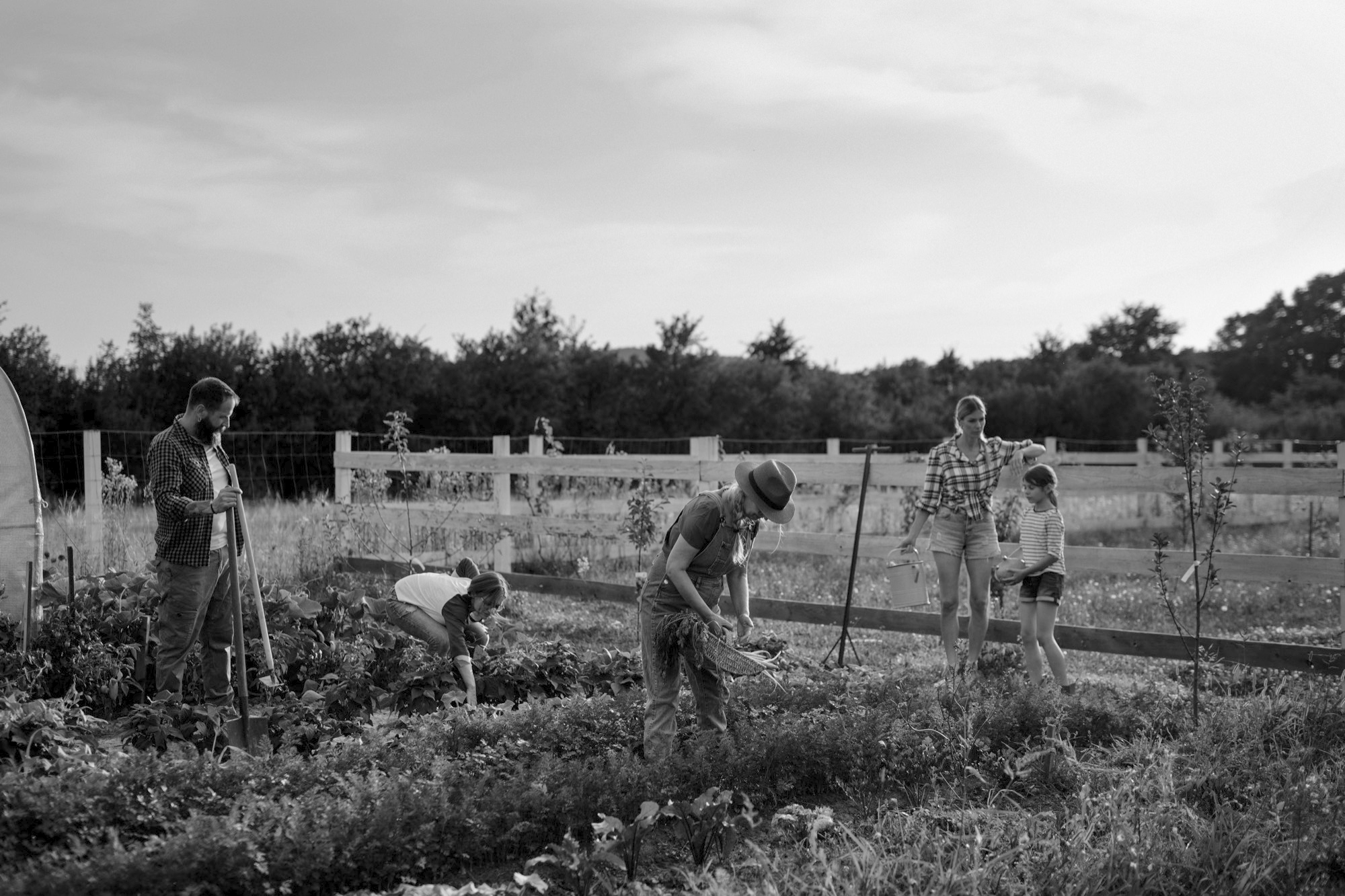 People working a market garden at dusk
